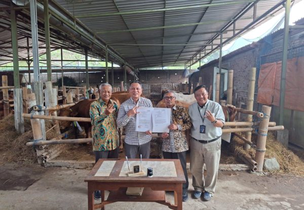 Sambut Idul Adha, Subardi Tebar 20 Sapi Kurban